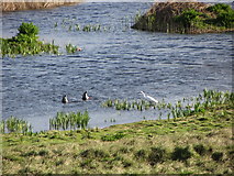 SW5131 : Egret on Marazion Marsh by Gareth James