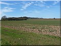 Arable farmland, east of Amington Hall