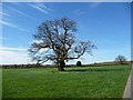 SK2205 : Oak tree, south of Ling Cottage by Christine Johnstone