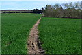 TQ7374 : Path through new crops towards Perry Hill Farm by David Martin