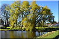 Willow tree at Cooling Court