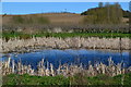 Pond at Cooling Court Farm