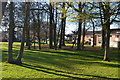 Trees and shadows at Cliffe Woods