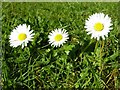 SO8530 : Three daisies by Philip Halling