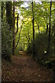 Lanhydrock: path in Colgare Plantation