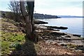 Shoreline trees near Cove Bay