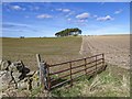 NJ1263 : Scots Pines above fields at Kirkton by valenta
