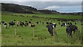 Cattle, Upper Dormont