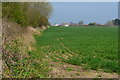 Field edge view near East Mersea