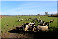 SD6073 : Sheep Pasture, Tunstall by Chris Heaton