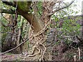 Ivy on oak tree, Ivyhouse Industrial Estate