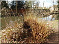 Cut down Willow Tree, Thetford