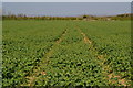 Footpath following tractor track through young crop