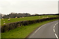 Sheep Farming near Glasbury