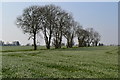 Line of trees near Weir Farm