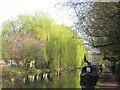 Lovely canalside trees north of Nash Mills locks