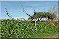 SX1554 : Horizontal tree, Trevelyan by Derek Harper