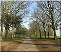 TQ0997 : Avenue of trees in Cassiobury Park by John Slater