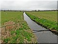 Shapwick Moor Rhyne