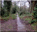 Path into Graig Fawr wood, Thornhill, Cwmbran