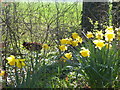 Pheasant in springtime