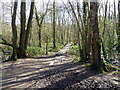 TQ7314 : Board walk in Powdermill Wood nature reserve by PAUL FARMER