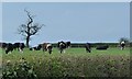 SJ7368 : Cattle outdoors, near Round House Farm by Christine Johnstone