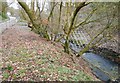 Bank of the Craigdhu Burn