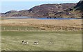 Greylag geese at Lower Kilchattan