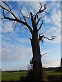 TQ6497 : Dead tree, Padham's Green by Hamish Griffin