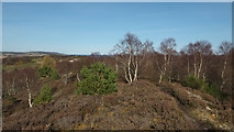 NH6750 : Path along the ridge of Taindore Wood by Julian Paren