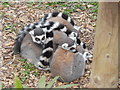 Lemurs at Colchester Zoo