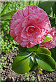 Camellia in Palmers Green, London N13