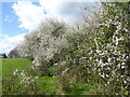 Hawthorn hedgerow near Edenbridge