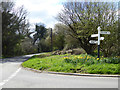 Daffodils at Park Corner