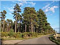 NJ2364 : Scots Pine - Pitgaveny Wood by valenta