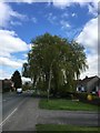 Large willow tree on Moor Lane