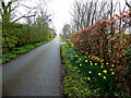 Daffodils along Woodstone Road