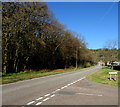 Edge of Greenmeadow Wood, Thornhill, Cwmbran