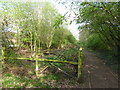 Pond in Ainslie Wood