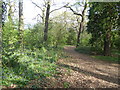 Bluebells alongside a path in Ainslie Wood