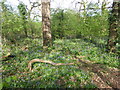 Bluebells in Ainslie Wood