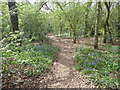 Bluebells alongside a path in Larks Wood