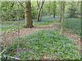 Bluebells in Larks Wood