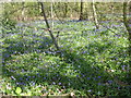 TQ3892 : A show of bluebells in Larks Wood by Marathon