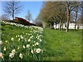 Daffodils along Glenhills Boulevard, Aylestone