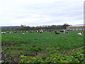 Cattle at Sibbersfield Lane Farm