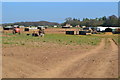 Pig farming landscape