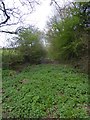 Overgrown track on Willand Moor