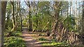 TL1367 : Woodland Path beside Grafham Water by Chris Morgan